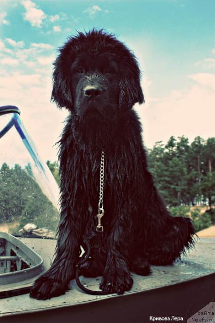 Фото: ньюфаундленд Ahrem Vyaliki Myadzvedz' (Ахрем Вялiкi Мядзведзь)