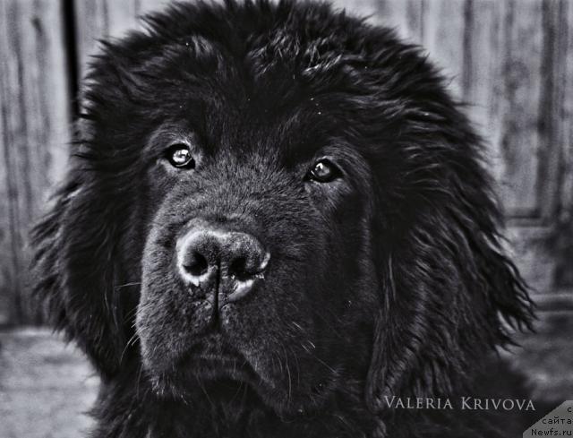 Фото: Valeriya Krivova (Валерия Кривова), ньюфаундленд Ahrem Vyaliki Myadzvedz' (Ахрем Вялiкi Мядзведзь)