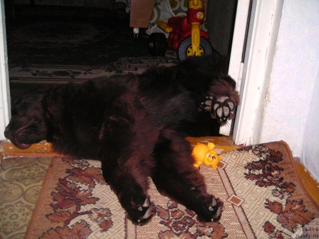 Фотография № 45499