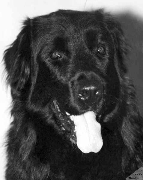 Фото: ньюфаундленд Mag Rich (Маг Рич)