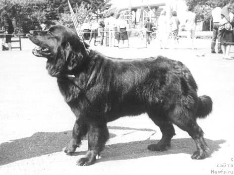 Фото: ньюфаундленд Oda Mollidyen (Ода Моллидэн)