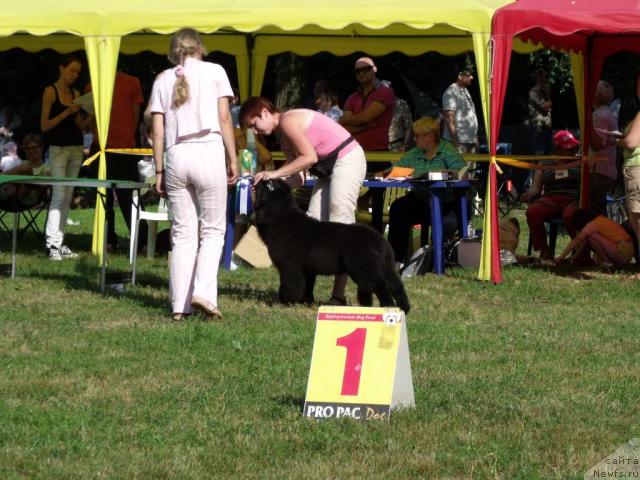 Фото: ньюфаундленд Grand Byebi Ariadna (Гранд Бэби Ариадна)
