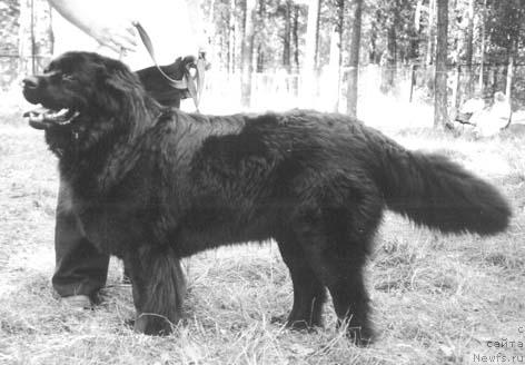 Фото: ньюфаундленд Inur Diorella (Инур Диорелла)