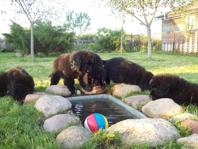 Фото: ньюфаундленд Carskaya Zabava (Царская Забава), ньюфаундленд Celitel' Dushi (Целитель Души), ньюфаундленд Cennaya SHtuchka (Ценная Штучка), ньюфаундленд Cyiganskiy Kapriz (Цыганский Каприз), ньюфаундленд Carica Nochi (Царица Ночи)