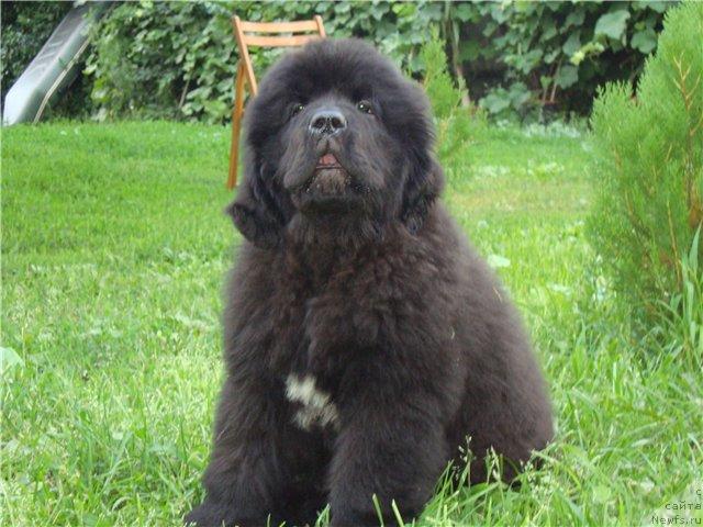 Фото: ньюфаундленд Beguschaya po Volnam Hasta la Vista (Бегущая по Волнам Хаста ла Виста)