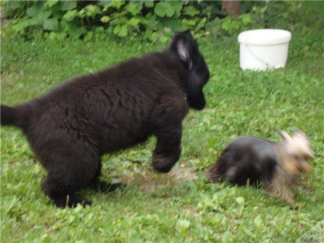 Фото: ньюфаундленд Beguschaya po Volnam Hasta la Vista (Бегущая по Волнам Хаста ла Виста)