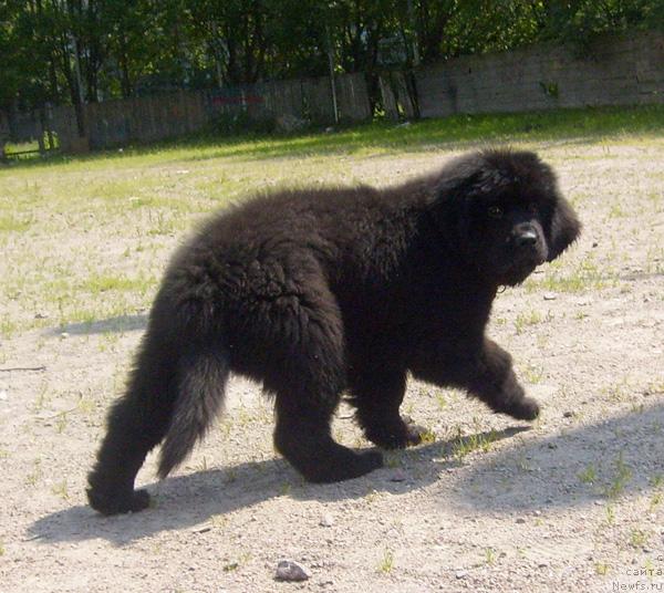 Фото: ньюфаундленд Beguschaya po Volnam Harizma (Бегущая по Волнам Харизма)