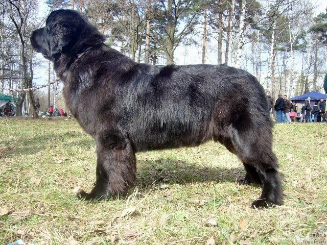 Фото: ньюфаундленд Aquatoriya Kelvin Golden Spirit (Акватория Келвин Голден Спирит)