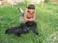 Фото: дети, ньюфаундленд Ekspressiya  iz Medvej'ego YAra (Експрессия  из Медвежьего Яра), ньюфаундленд Super Premium Brabus (Супер Премиум Брабус)