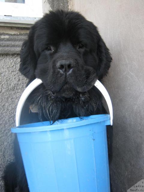 Фото: ньюфаундленд YA Krepkiy Oreshek ot Marleon Dusvik (Я Крепкий Орешек от Марлеон Дусвик)