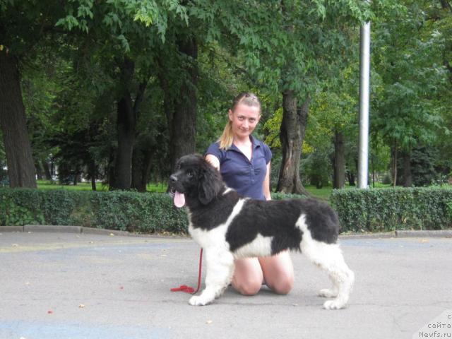 Фото: ньюфаундленд Super Premium Zhritsa Zvezd (Супер Премиум Жрица Звезд)