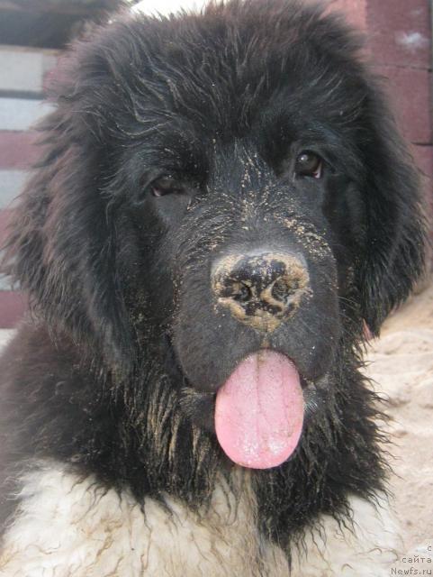 Фото: ньюфаундленд Super Premium Zhritsa Zvezd (Супер Премиум Жрица Звезд)