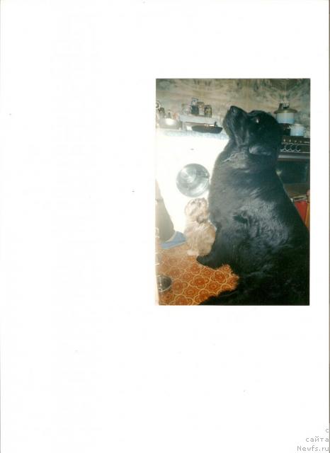 Фото: ньюфаундленд Izol'da iz Zolotogo Treugol'nika (Изольда из Золотого Треугольника)