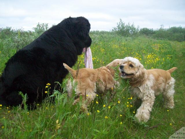 Фото: ньюфаундленд Gloriya Grand Blek (Глория Гранд Блек)