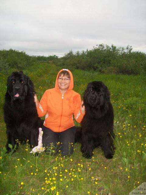 Фото: ньюфаундленд Gloriya Grand Blek (Глория Гранд Блек), Elena Kuz'mina (Елена Кузьмина), ньюфаундленд Fortuna of Giant's Island
