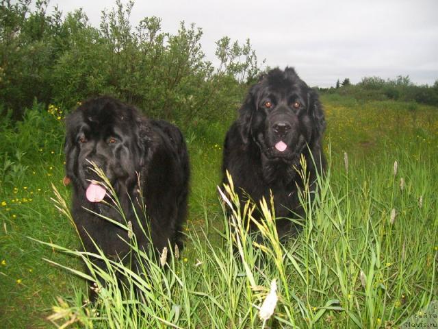 Фото: ньюфаундленд Fortuna of Giant's Island, ньюфаундленд Gloriya Grand Blek (Глория Гранд Блек)