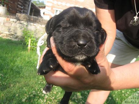 Фото: ньюфаундленд Ekspressiya  iz Medvej'ego YAra (Експрессия  из Медвежьего Яра)