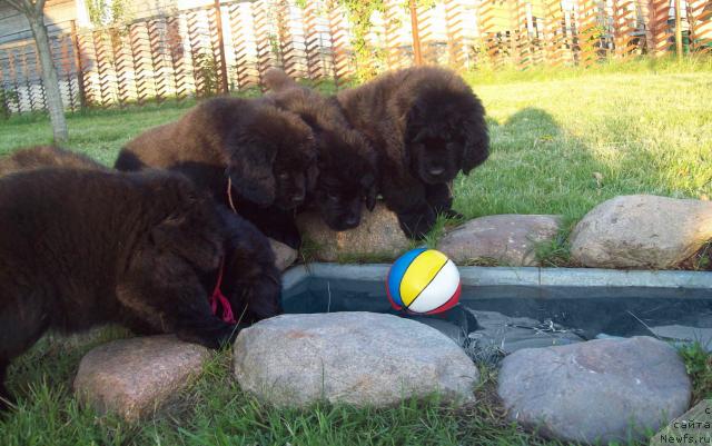 Фото: ньюфаундленд Carskaya Zabava (Царская Забава), ньюфаундленд Celitel' Dushi (Целитель Души), ньюфаундленд Cennaya SHtuchka (Ценная Штучка), ньюфаундленд Cyiganskiy Kapriz (Цыганский Каприз), ньюфаундленд Carica Nochi (Царица Ночи)