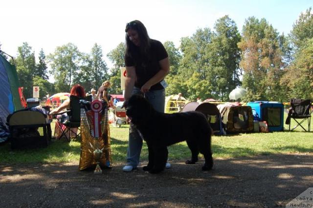 Фото: ньюфаундленд Plushevaya Panda Svetskaja Lviza (Плюшевая Панда Светская Львица)