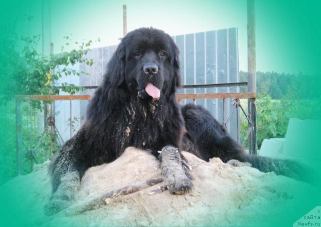 Фото: ньюфаундленд Lunnaya Krasavica (Лунная Красавица)