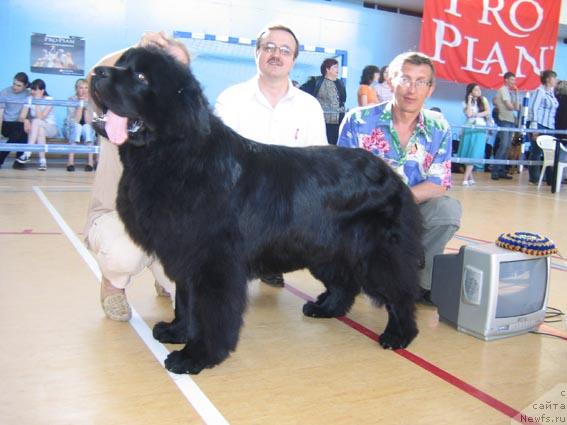 Фото: ньюфаундленд Egipetsky Pharaon iz Tihogo Omuta (Египетский Фараон из Тихого Омута)