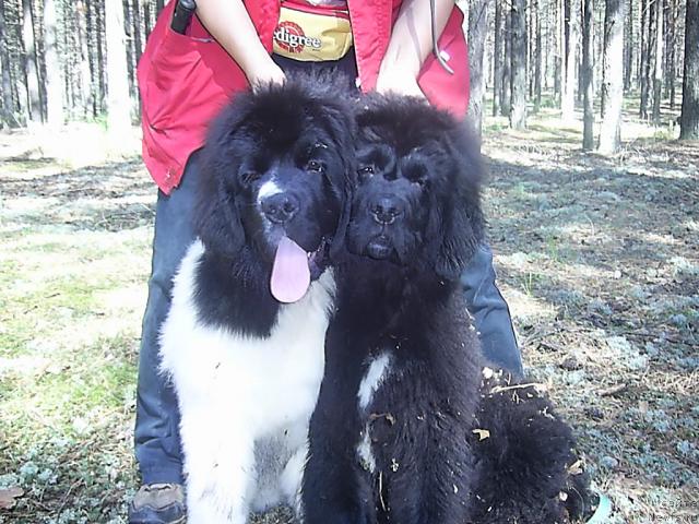 Фото: ньюфаундленд Super Premium Zheneva (Супер Премиум Женева), ньюфаундленд Super Premium Jani Monik (Супер Премиум Жани Моник)