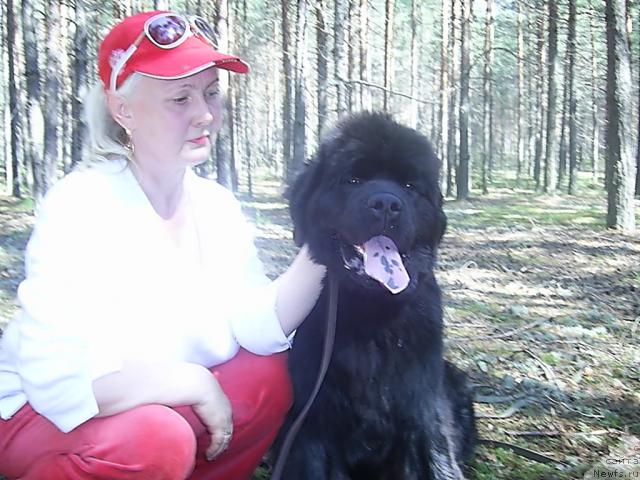 Фото: ньюфаундленд N'yufort Mlechnyiy Put' (Ньюфорт Млечный Путь)