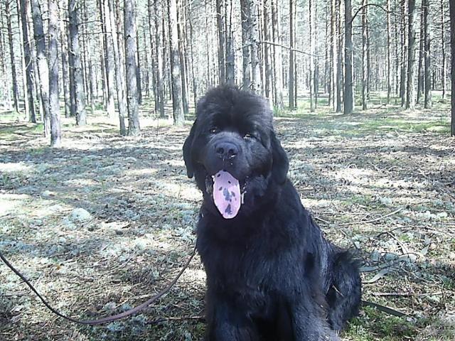 Фото: ньюфаундленд N'yufort Mlechnyiy Put' (Ньюфорт Млечный Путь)
