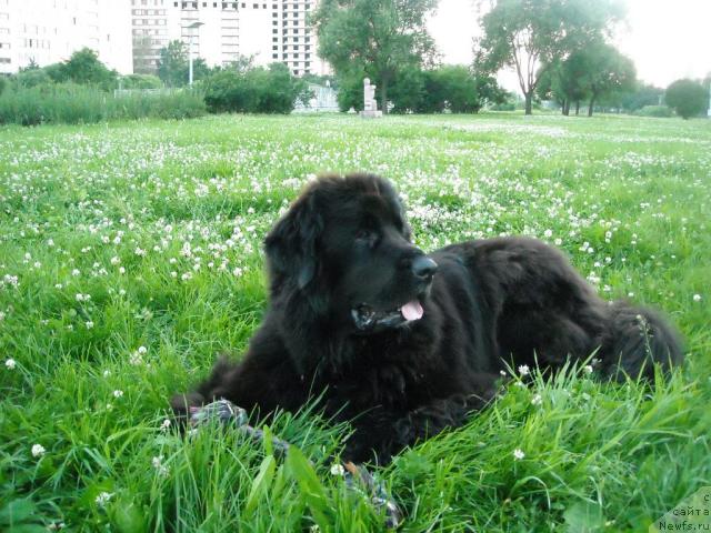 Фото: ньюфаундленд B'yanka Sed'moe CHudo Sveta (Бьянка Седьмое Чудо Света)