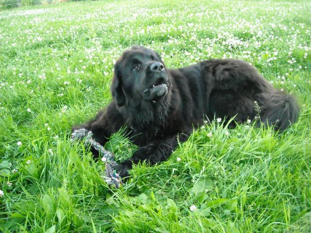 Фото: ньюфаундленд B'yanka Sed'moe CHudo Sveta (Бьянка Седьмое Чудо Света)