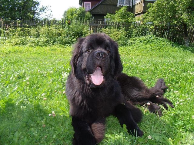 Фото: ньюфаундленд Aquatoriya Kelvin Kilimandzharo (Акватория Келвин Килиманджаро)