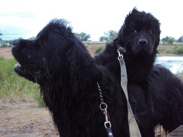 Фото: ньюфаундленд Yudzhiniya iz Medvejyego Yara (Юджиния из Медвежьего Яра), ньюфаундленд Margo iz Sibirskoy Glubinki (Марго из Сибирской Глубинки)