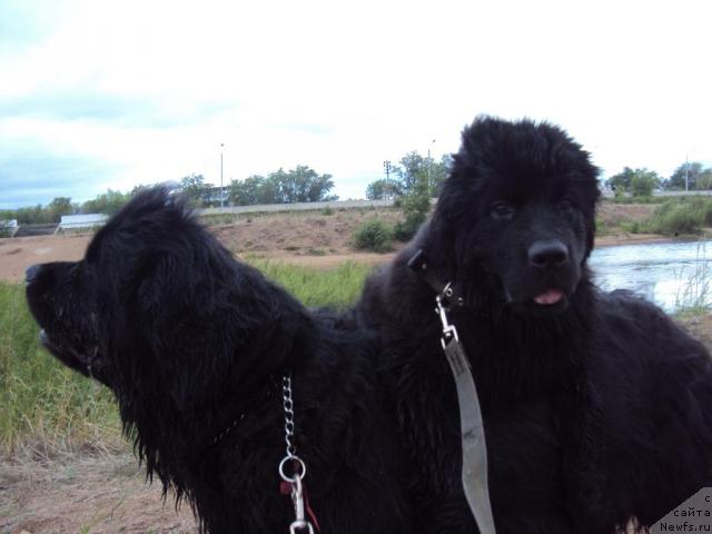 Фото: ньюфаундленд Yudzhiniya iz Medvejyego Yara (Юджиния из Медвежьего Яра), ньюфаундленд Margo iz Sibirskoy Glubinki (Марго из Сибирской Глубинки)