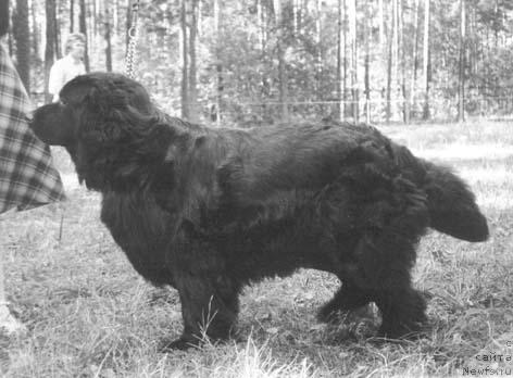 Фото: ньюфаундленд Tutiyus Urzula (Тутиюс Урзула)