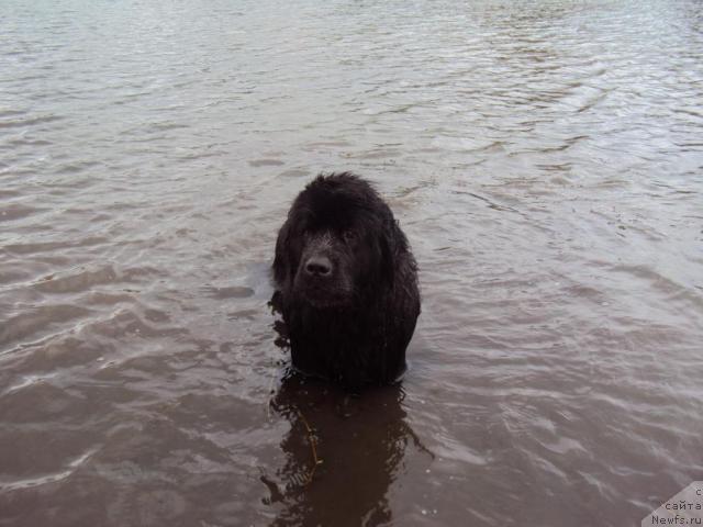 Фото: ньюфаундленд Margo iz Sibirskoy Glubinki (Марго из Сибирской Глубинки)