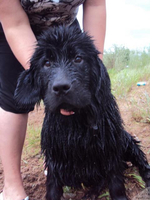 Фото: ньюфаундленд Margo iz Sibirskoy Glubinki (Марго из Сибирской Глубинки)