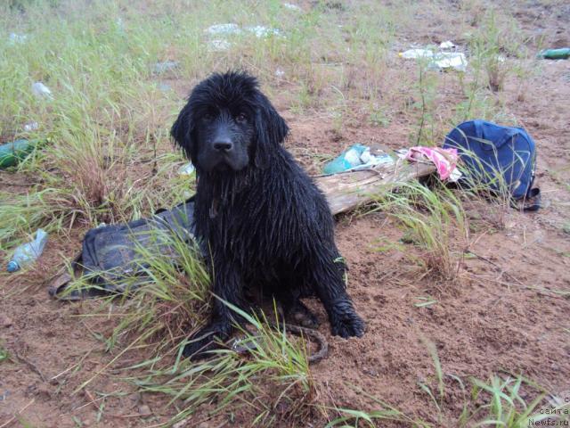 Фото: ньюфаундленд Margo iz Sibirskoy Glubinki (Марго из Сибирской Глубинки)