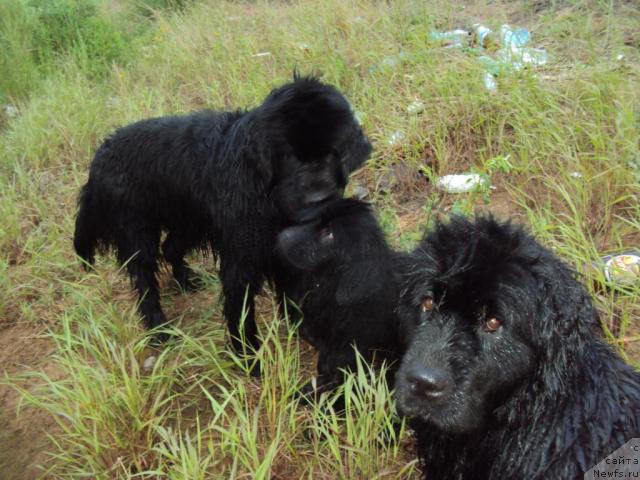 Фото: [d8725] [d9393], ньюфаундленд Yudzhiniya iz Medvejyego Yara (Юджиния из Медвежьего Яра)