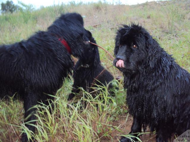 Фото: ньюфаундленд Yudzhiniya iz Medvejyego Yara (Юджиния из Медвежьего Яра), ньюфаундленд Zinedin iz Sibirskoy Glubinki (Зинедин из Сибирской Глубинки), ньюфаундленд Margo iz Sibirskoy Glubinki (Марго из Сибирской Глубинки)