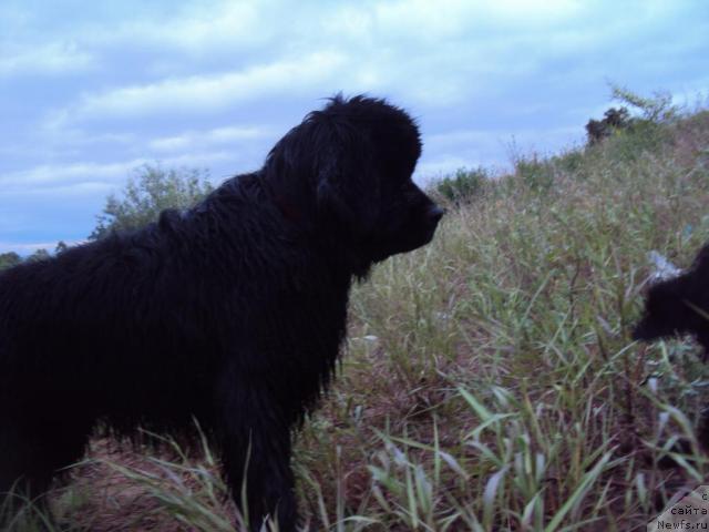 Фото: ньюфаундленд Zinedin iz Sibirskoy Glubinki (Зинедин из Сибирской Глубинки)