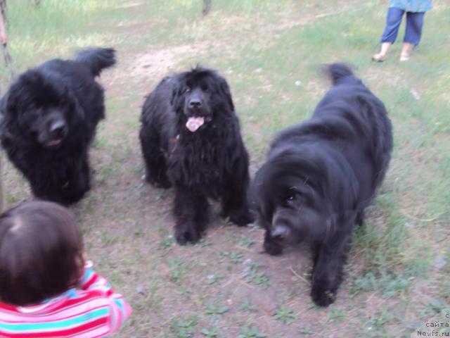 Фото: ньюфаундленд Zinedin iz Sibirskoy Glubinki (Зинедин из Сибирской Глубинки), ньюфаундленд Yudzhiniya iz Medvejyego Yara (Юджиния из Медвежьего Яра), ньюфаундленд Vincent iz Medvejyego Yara (Винсент из Медвежьего Яра)