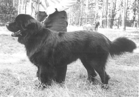 Фото: ньюфаундленд Dessi Kenig (Десси Кениг)