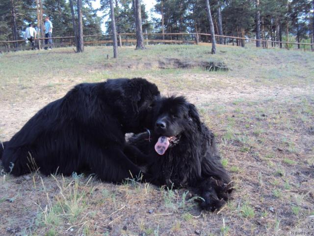Фото: ньюфаундленд Vincent iz Medvejyego Yara (Винсент из Медвежьего Яра), ньюфаундленд Yudzhiniya iz Medvejyego Yara (Юджиния из Медвежьего Яра)