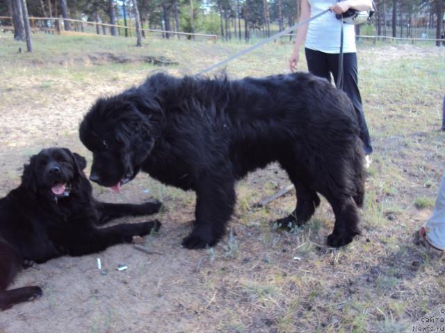 Фото: ньюфаундленд Zinedin iz Sibirskoy Glubinki (Зинедин из Сибирской Глубинки)