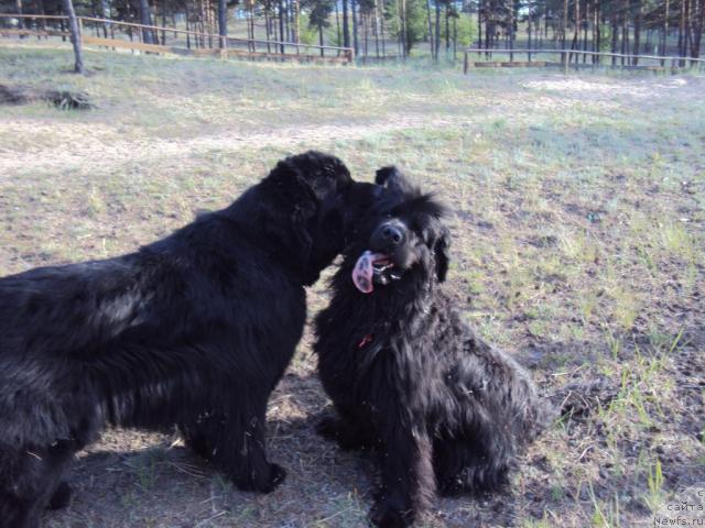 Фото: ньюфаундленд Vincent iz Medvejyego Yara (Винсент из Медвежьего Яра), ньюфаундленд Yudzhiniya iz Medvejyego Yara (Юджиния из Медвежьего Яра)