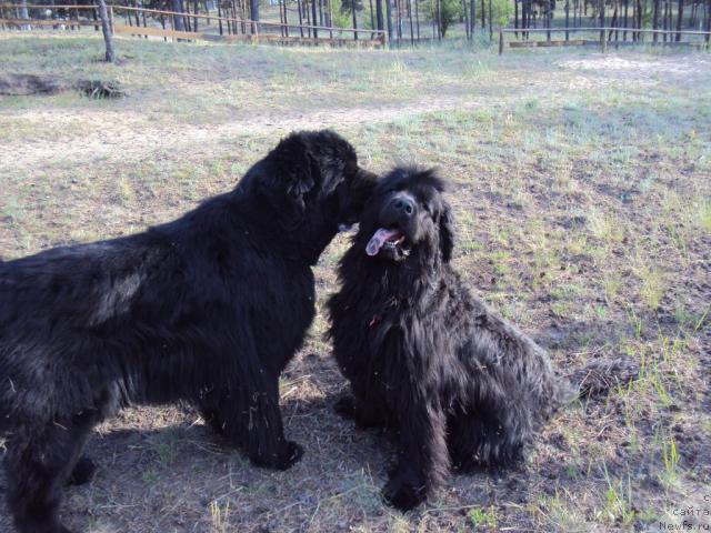 Фото: ньюфаундленд Vincent iz Medvejyego Yara (Винсент из Медвежьего Яра), ньюфаундленд Yudzhiniya iz Medvejyego Yara (Юджиния из Медвежьего Яра)
