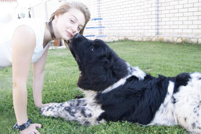 Фото: ньюфаундленд Plyushevaya Panda Syurpriz iz Pitera (Плюшевая Панда Сюрприз из Питера)