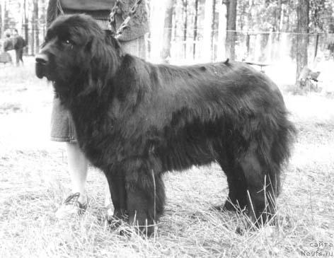 Фото: ньюфаундленд Brekan Cibora (Брекан Цибора)