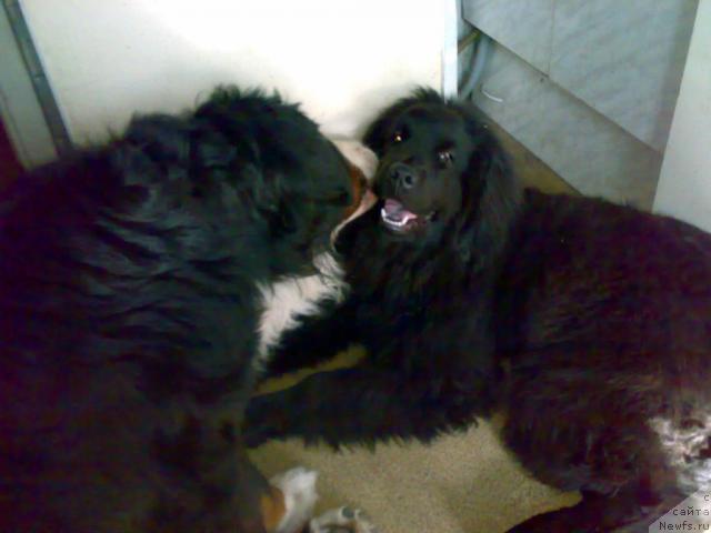 Фото: ньюфаундленд Funnewf Uletnaya Devchenka (Фанньюф Улетная Девчонка)