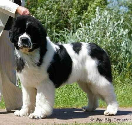 Фото: ньюфаундленд Yoschi-Bruce vom Elsterufer